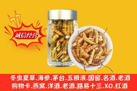 衡水冀州区回收散虫草